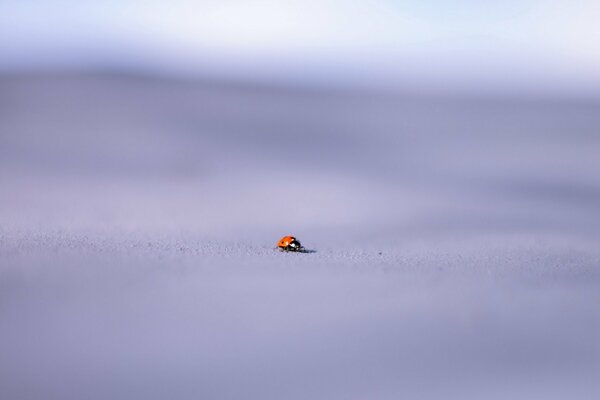 Piccola coccinella su sfondo sfocato