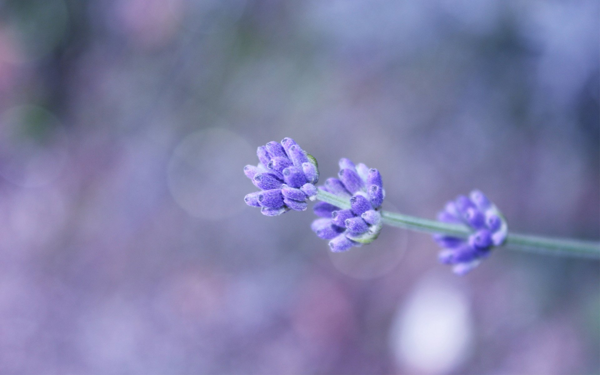 fond lilas fleur champ brindille bokeh