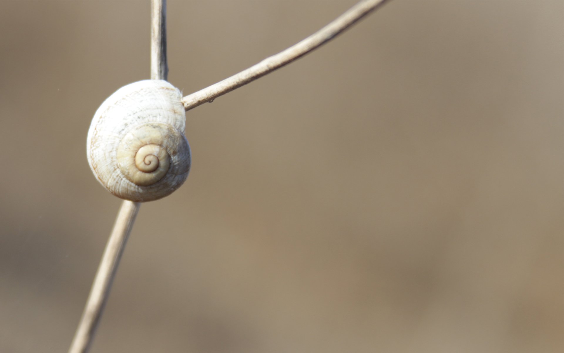 stange stiel schnecke schale