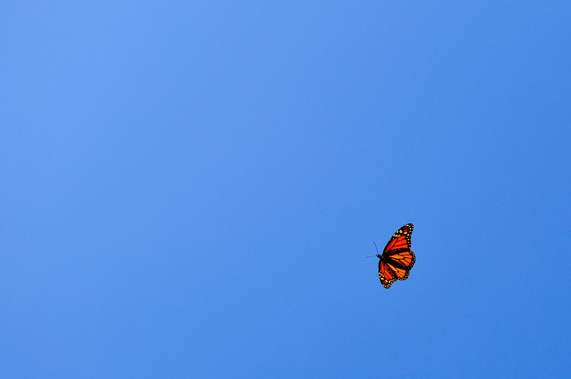 farfalla arancione volo blu cielo minimalismo