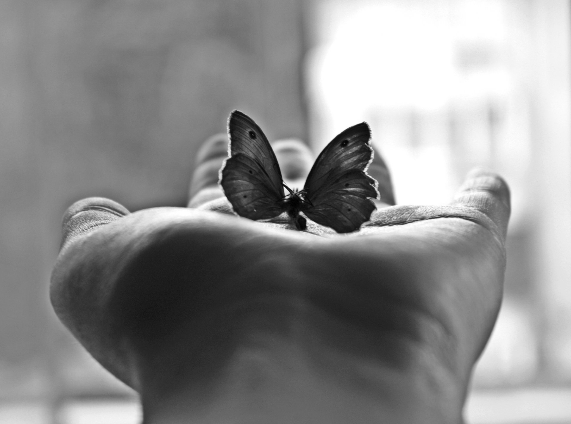 minimalismo palma farfalla fotografia in bianco e nero