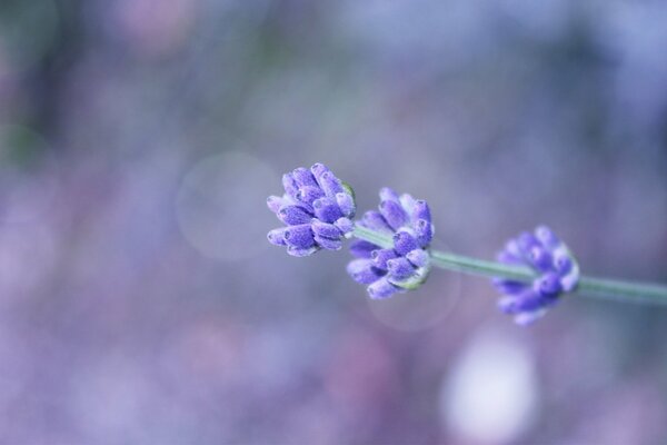 Fleur lilas des champs sur fond