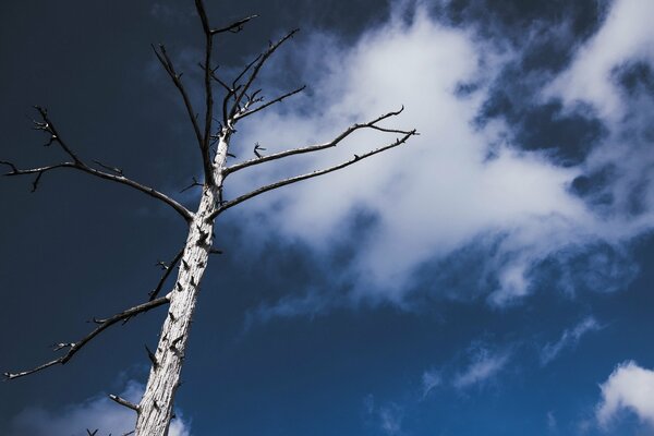 Himmel in weißen Wolken Blick von unten