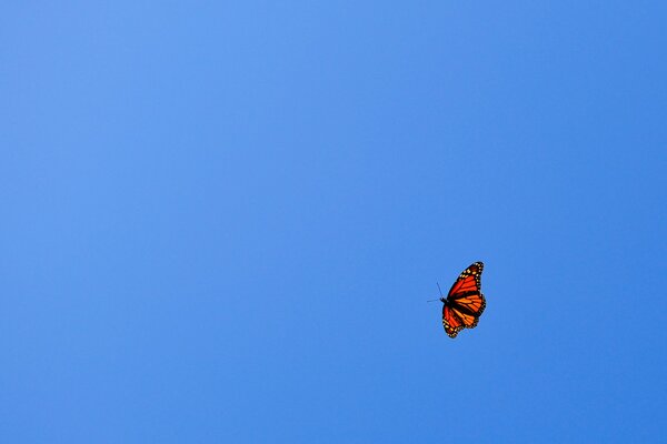 Mariposa naranja volando en el cielo azul