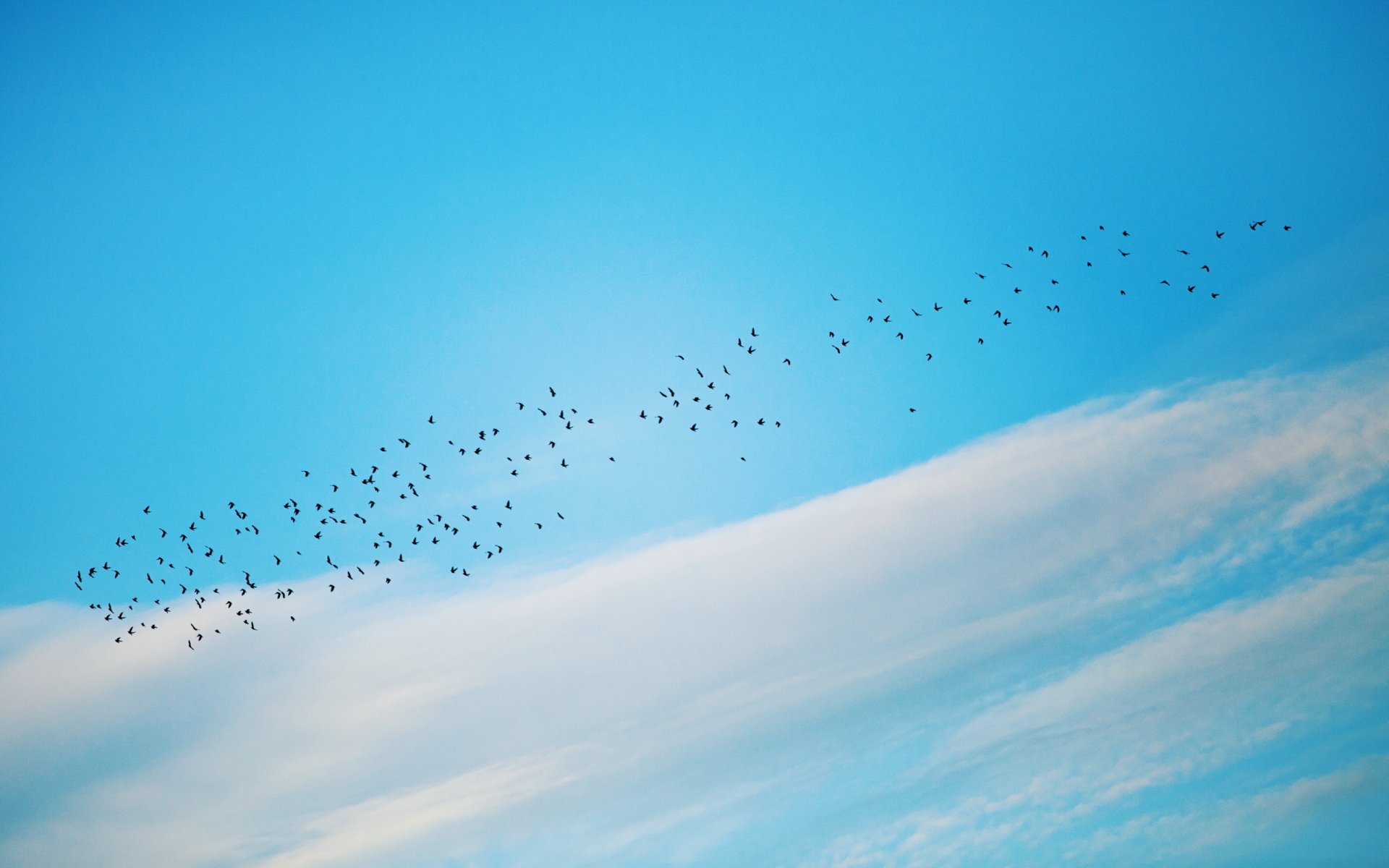 pájaros cielo naturaleza minimalismo