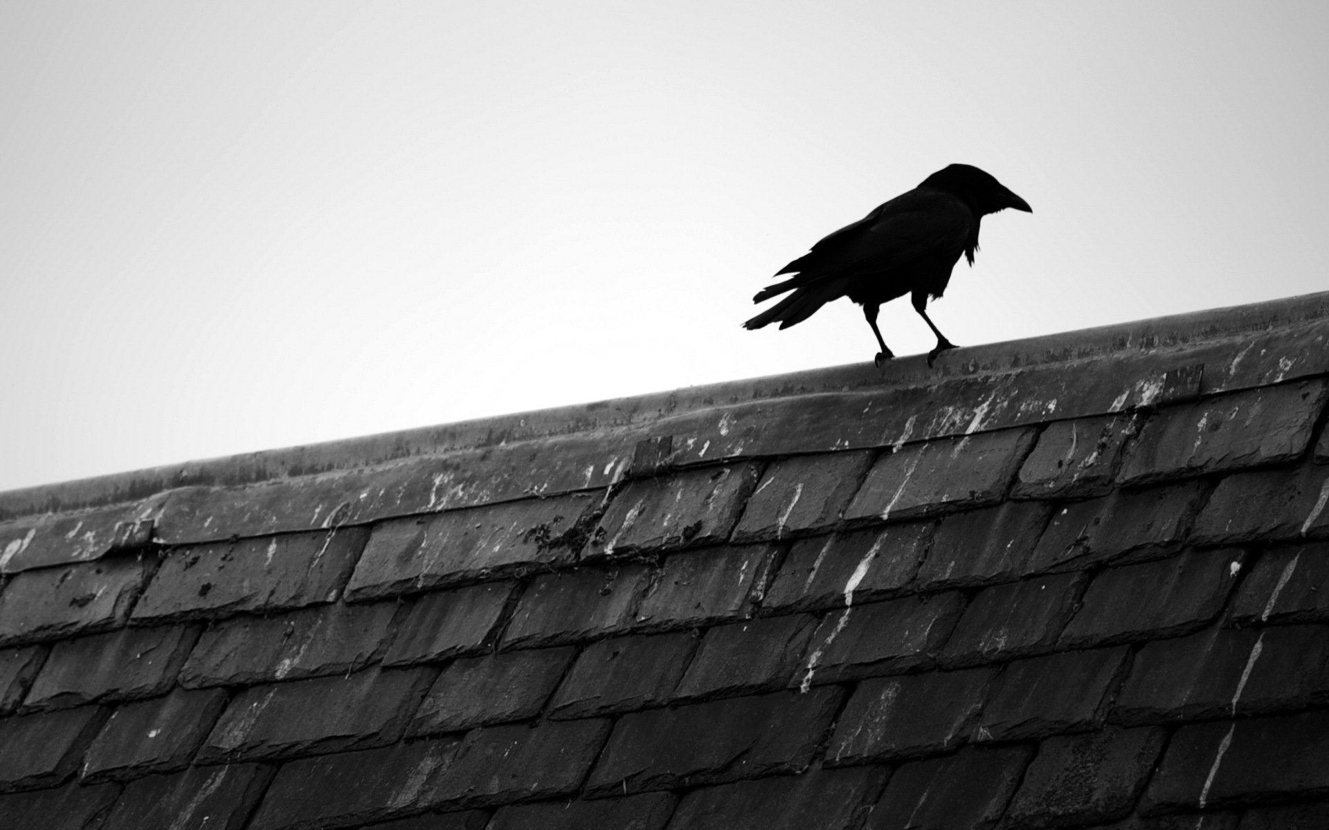 raven roof minimalism