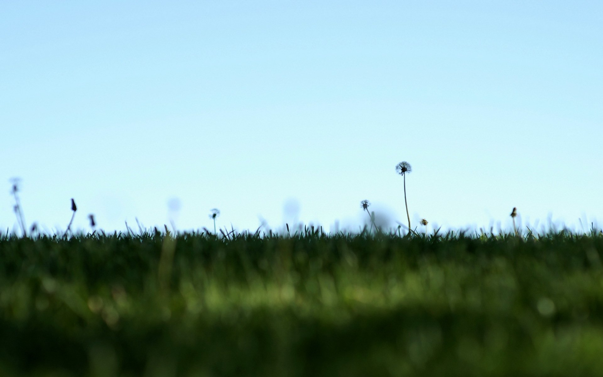 the field sky dandelions nature minimalism