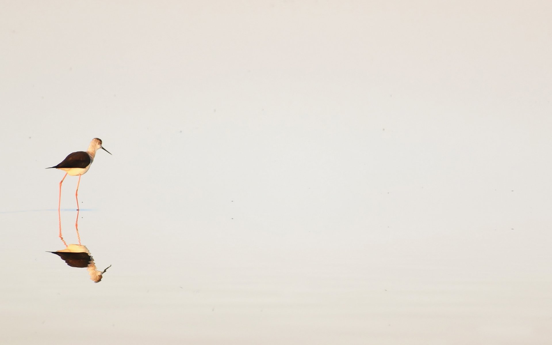 oiseau eau minimalisme nature