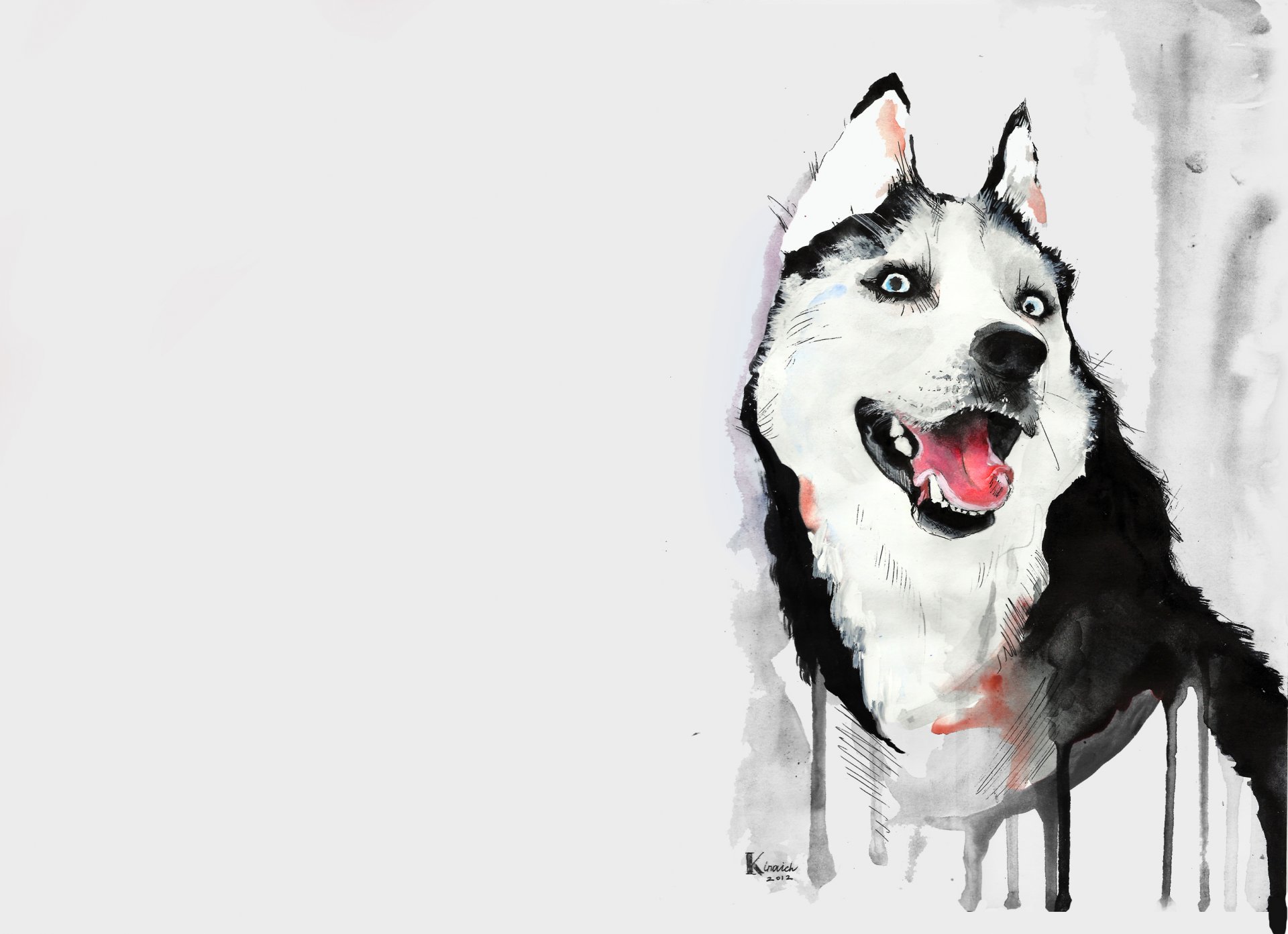 chien husky dessin aquarelle husky langue