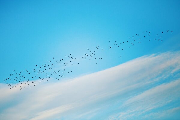 Los pájaros vuelan. Cielo azul