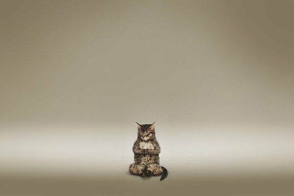 Meditation of a cat on a brown background