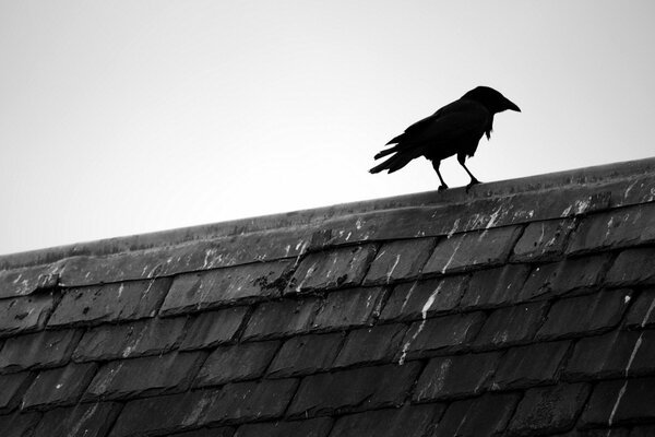 Corbeau noir sur le toit de la maison