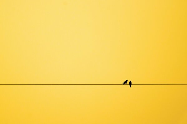 Two birds on a line on a yellow background