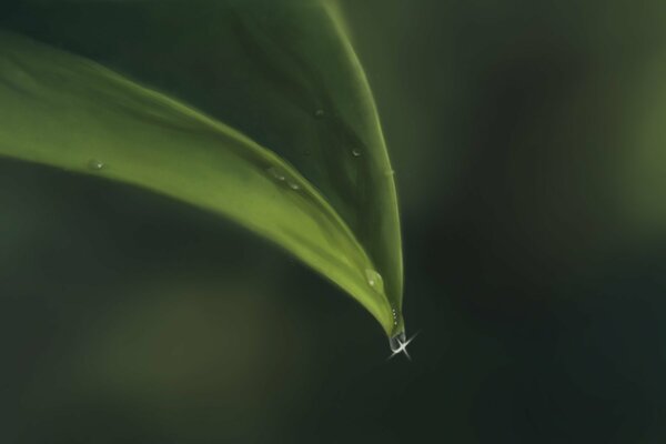 Green leaf with a drop of dew