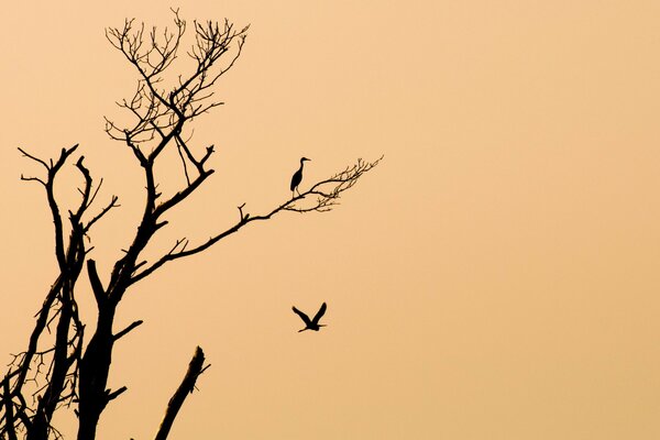 Oiseaux sur un arbre sur un fond de pêche