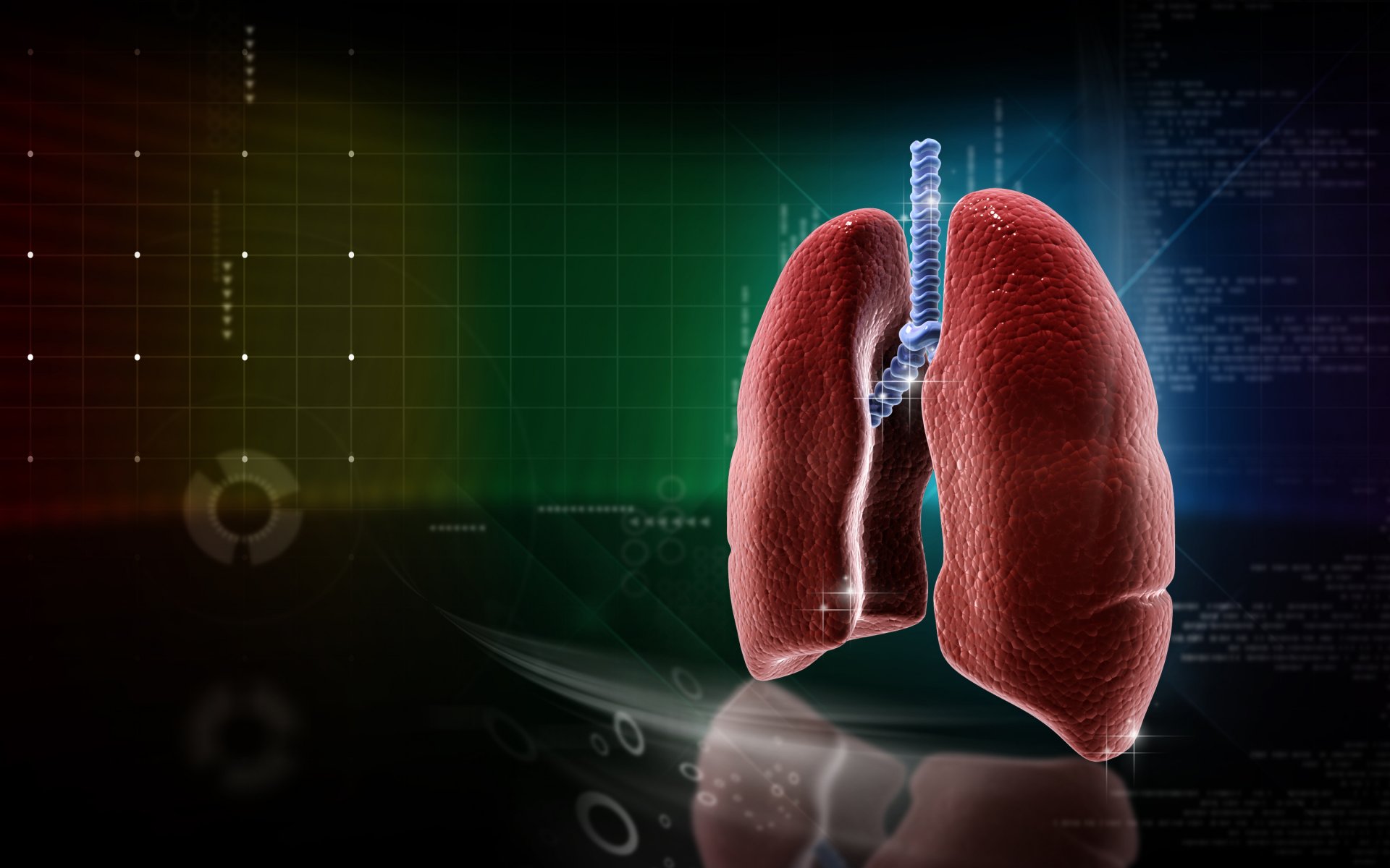 medicine lungs anatomy