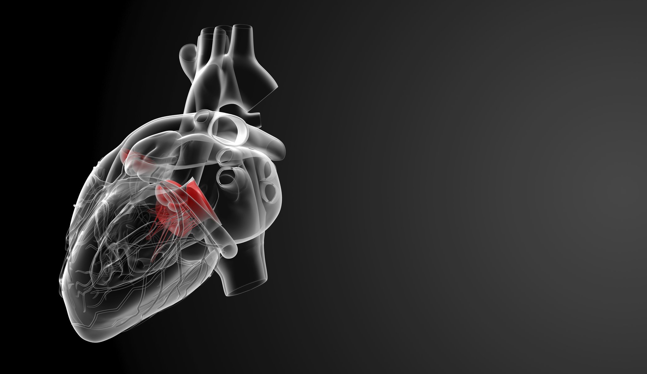 medizin das menschliche organ