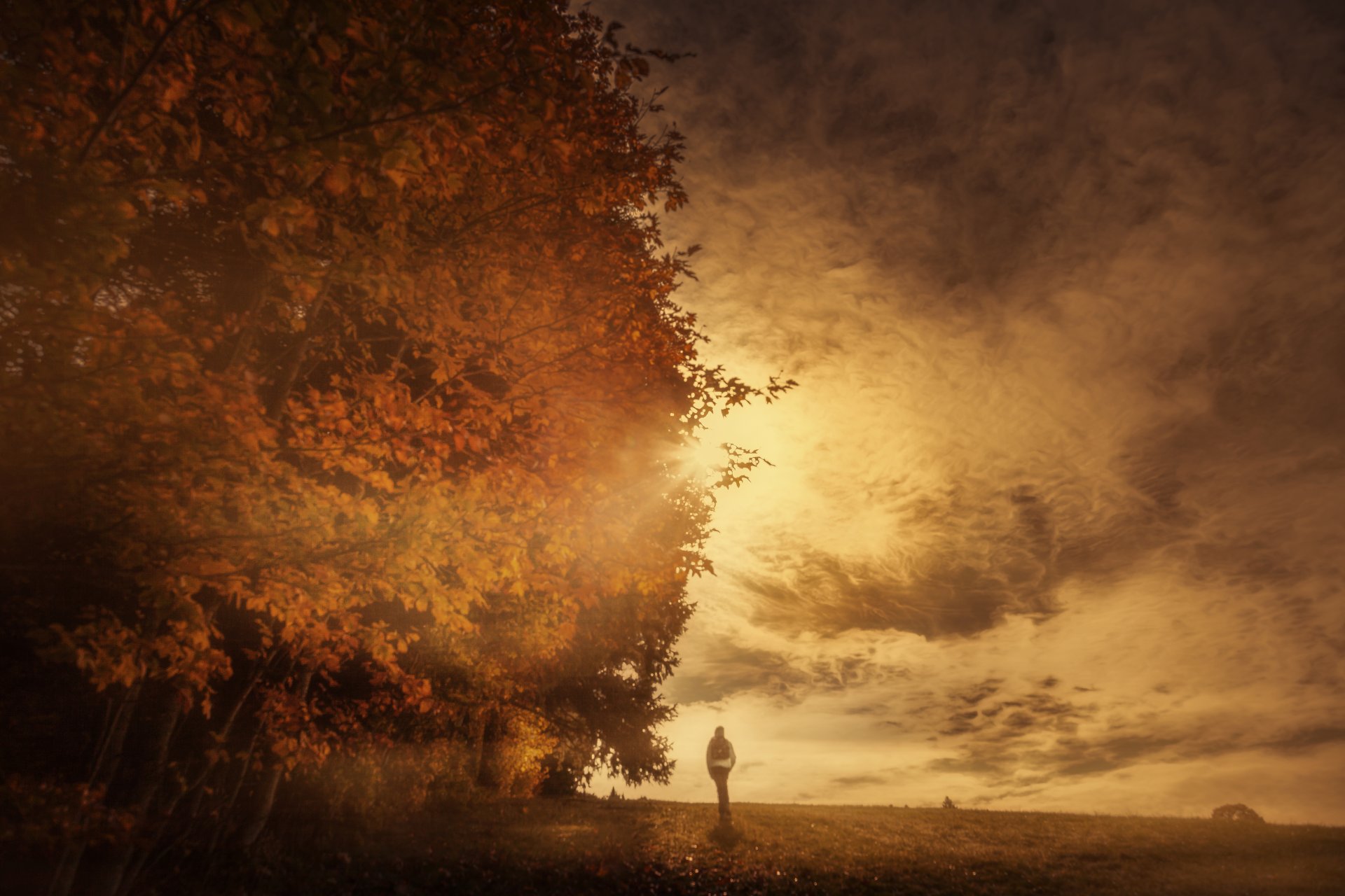 autumn sun tree autumn sky clouds processing