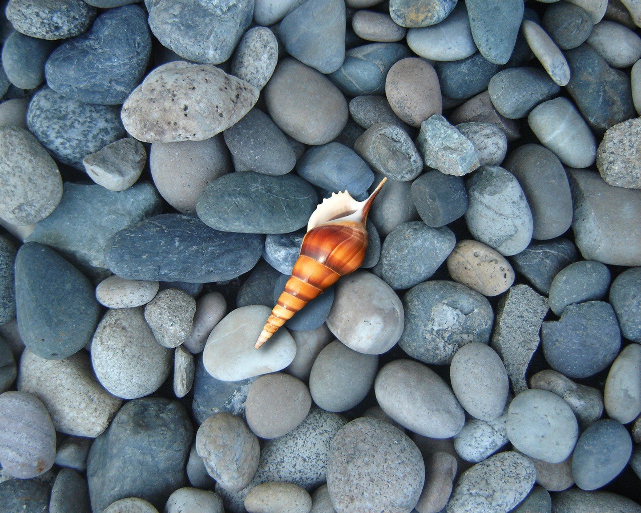 les pierres le coquillage