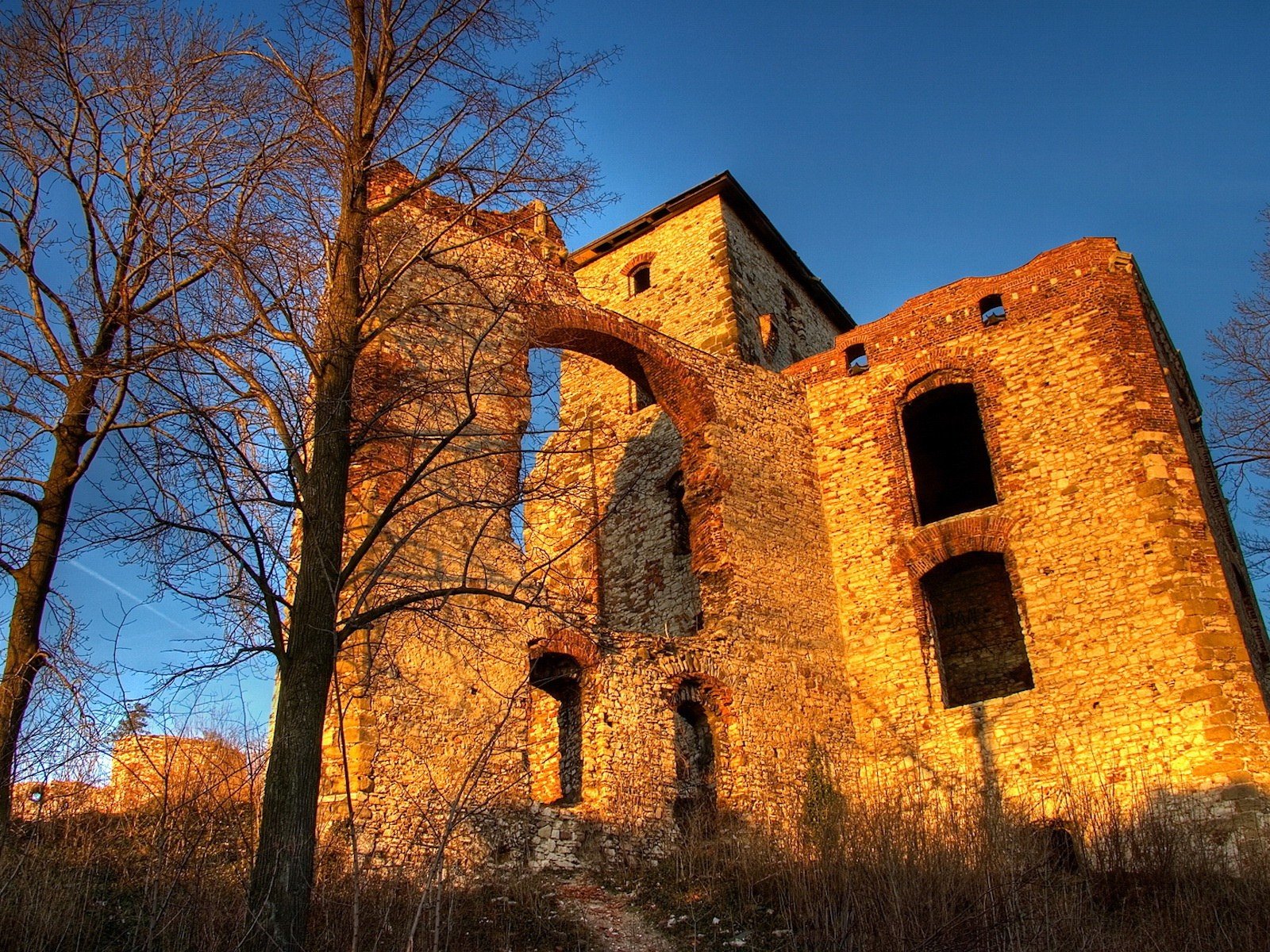 alberi edifici rovine