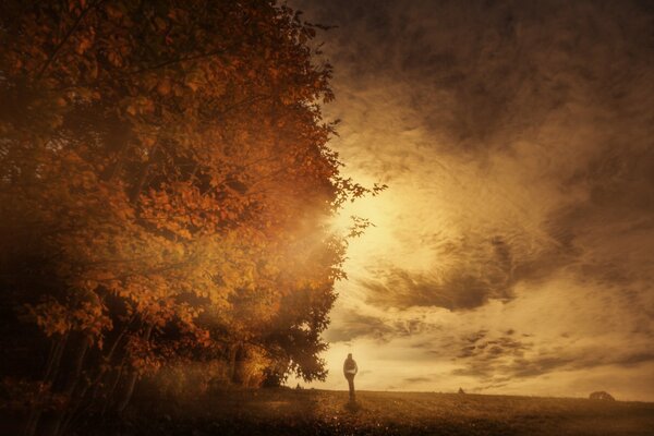 Schöne Herbstsonne auf einem Baumhintergrund