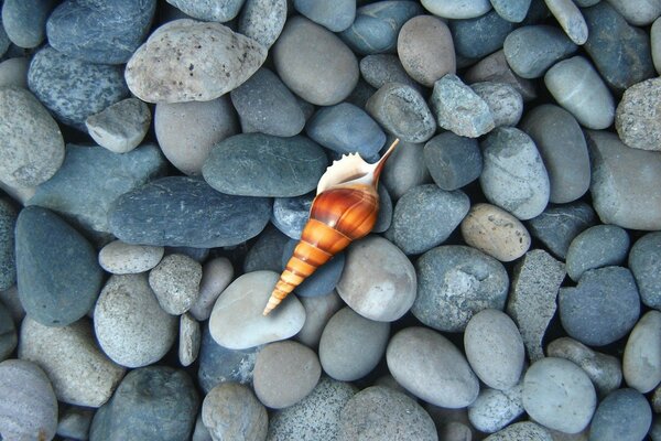 Conchiglia su uno sfondo di grandi pietre