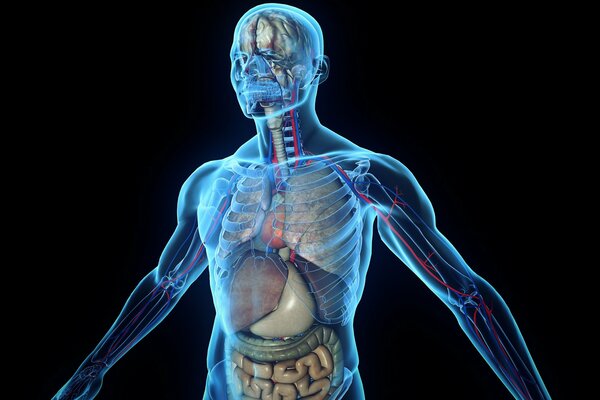 Ткани и органы человеческого тела
