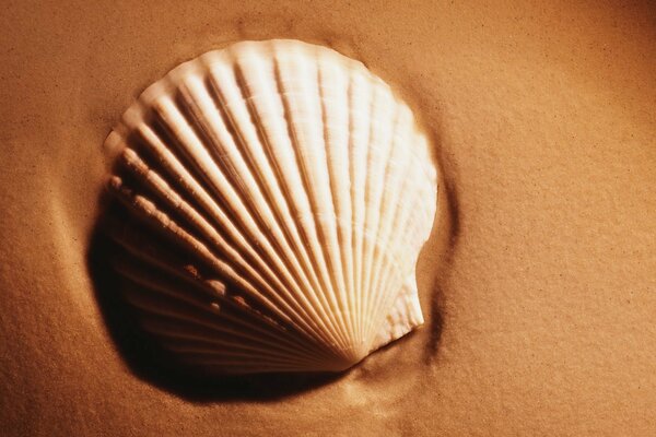 The shell on the sandy shore is white