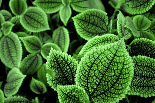 Bright green leaves glow