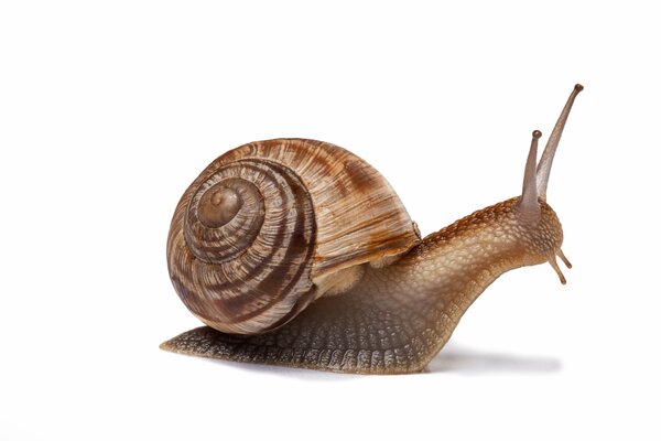 Snail crawling on a white background