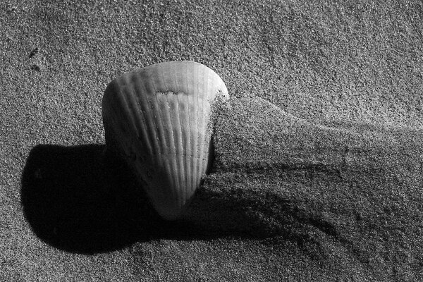 Shells sand sea blue sky and relax