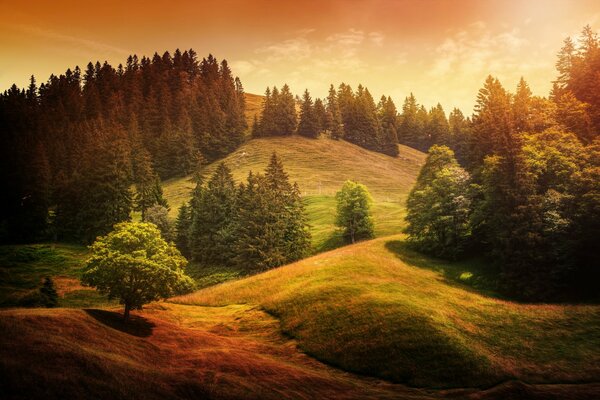 Les arbres poussent sur les collines