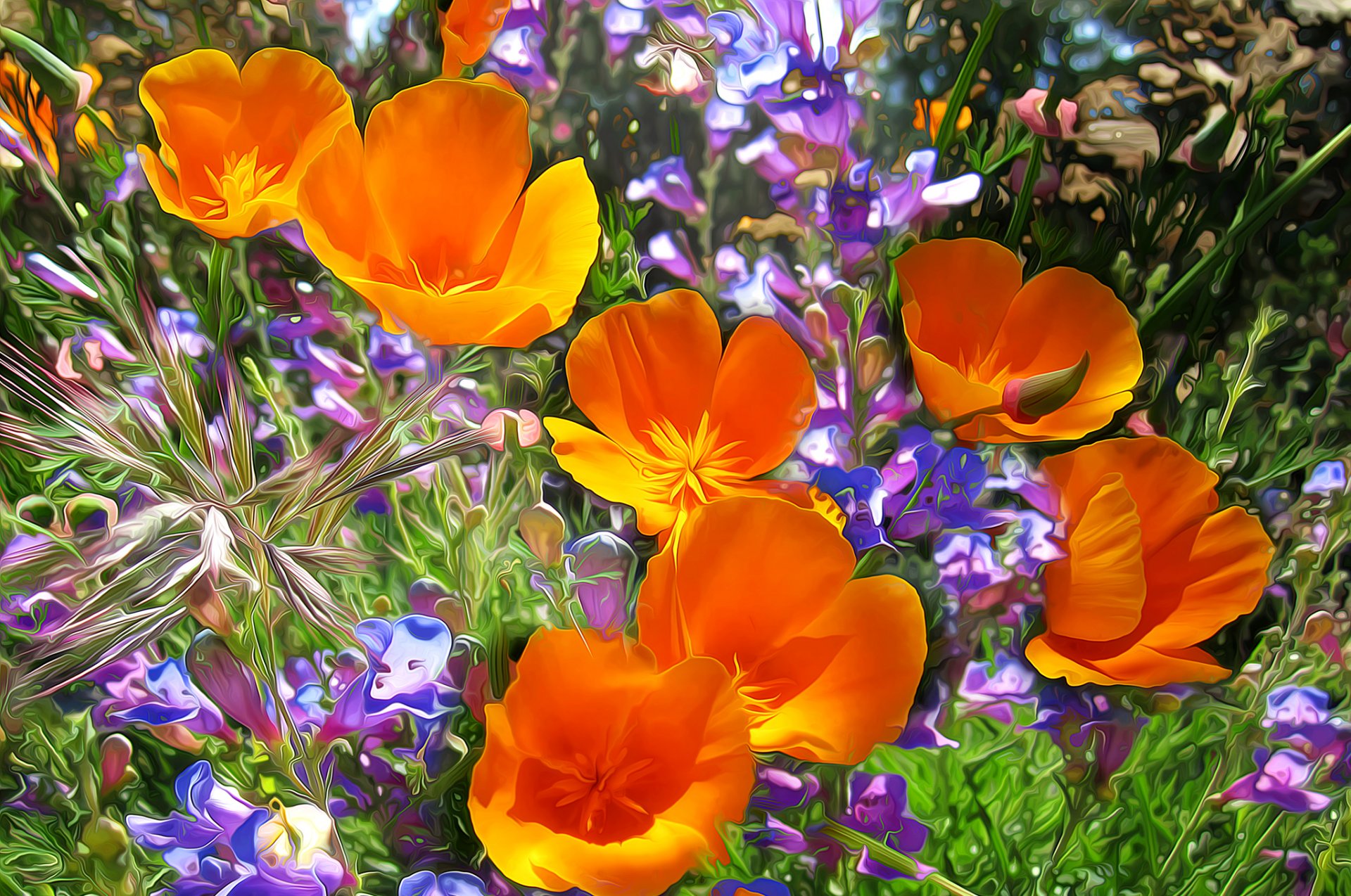 meadow the field flower poppies line bar