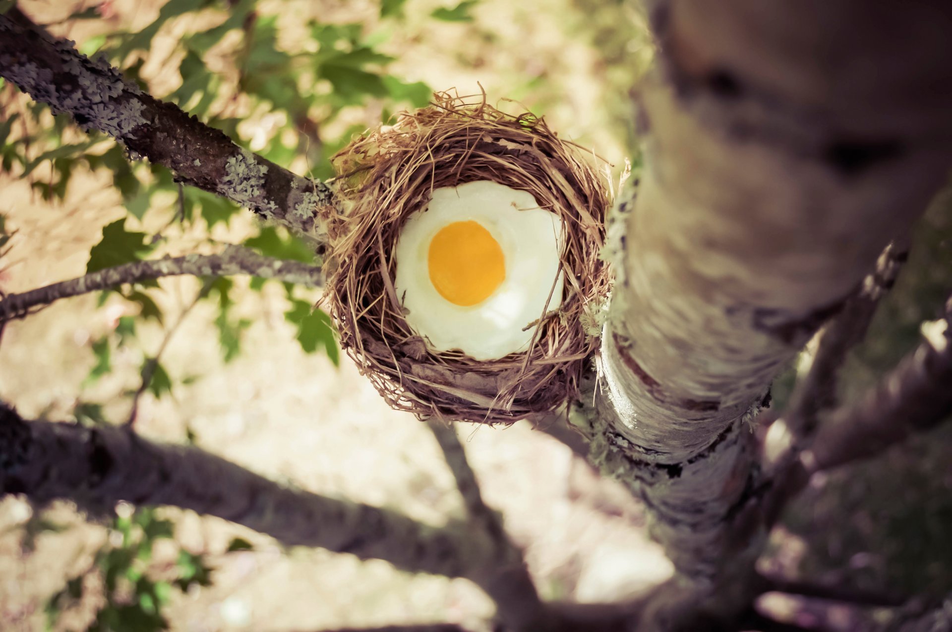 baum nest ei