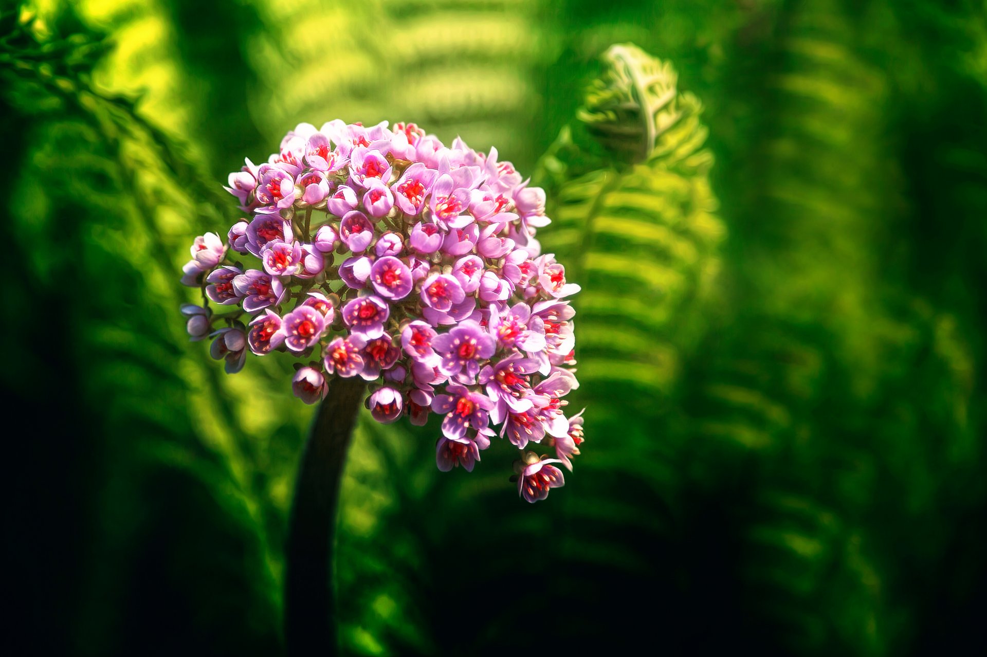 naturfarben blume pflanze bokeh grüns verarbeitung