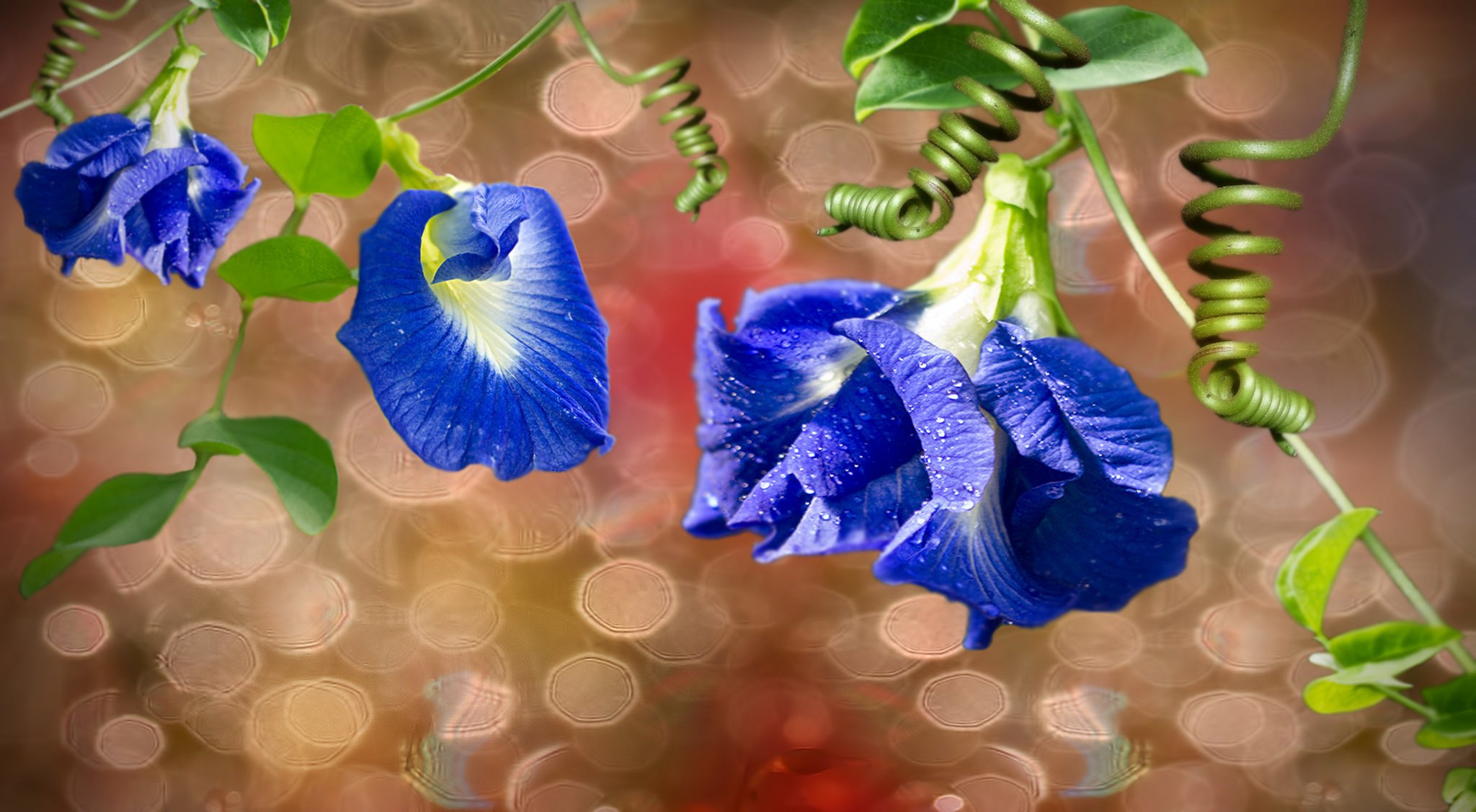 fleurs bleu feuilles brindilles.ampoules