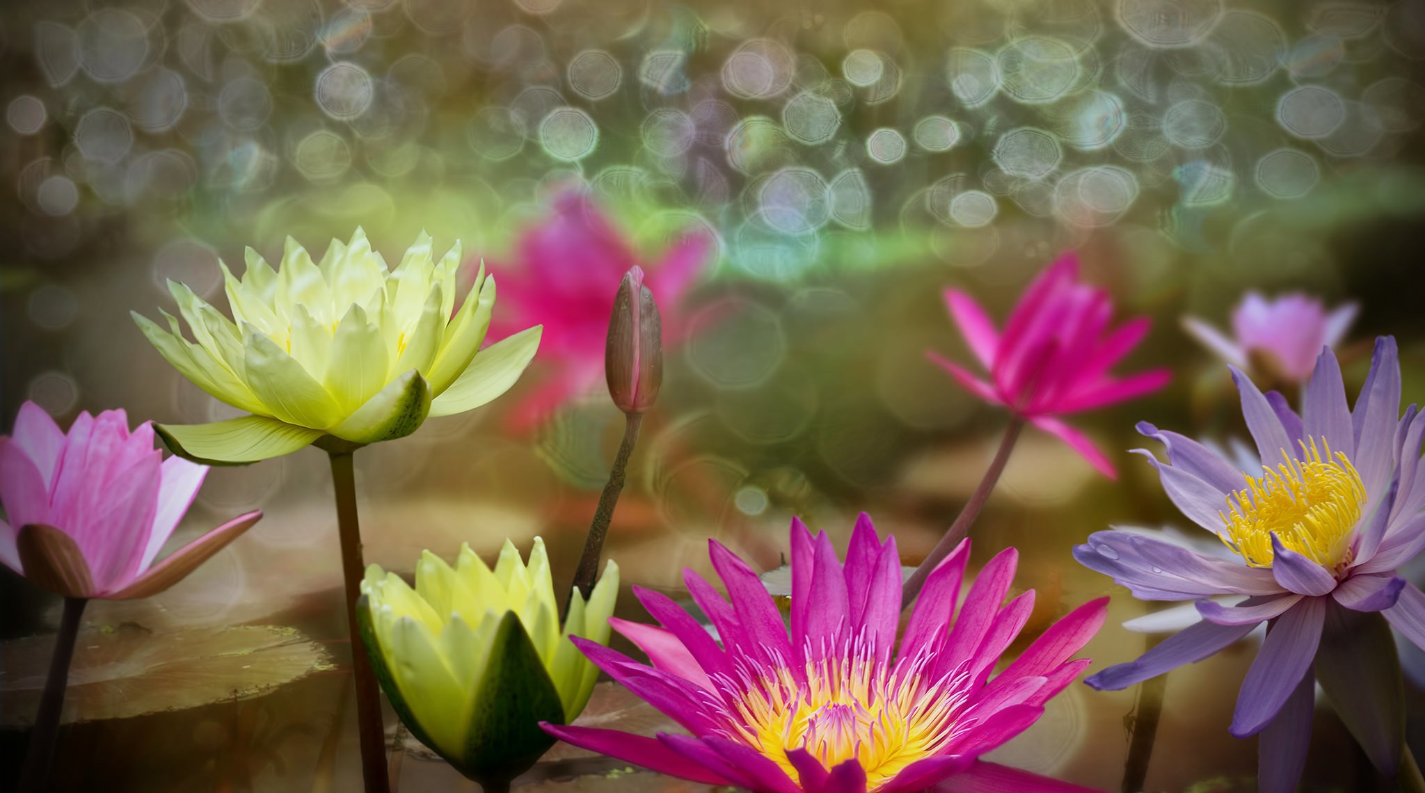 acqua fiori ninfee foglie bolle