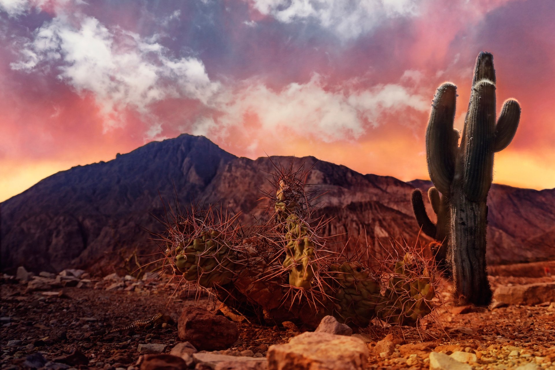 cactus stones lizard sky processing