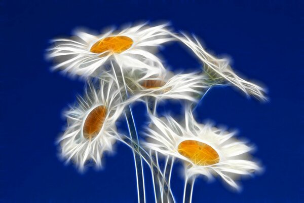 Hermosas flores de manzanilla contra el cielo