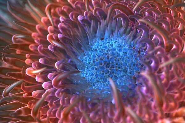 Anemone plant, macro photography of flower stamens