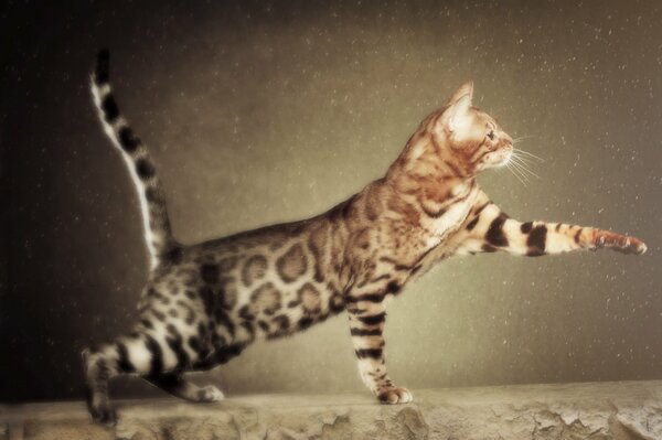 En el fondo, un gato con una pata extendida