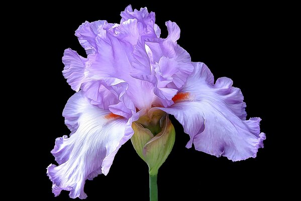 Lilas fleur d iris sur une tige verte et sur un fond sombre