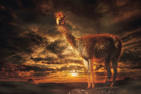 Proud lama on the background of sunset