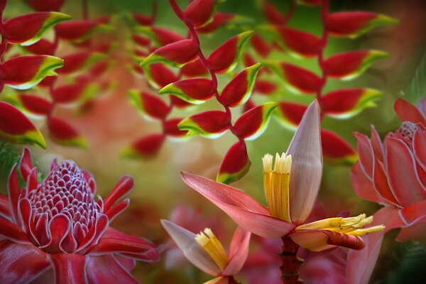 Knospen von rosa Blüten auf Zweigen