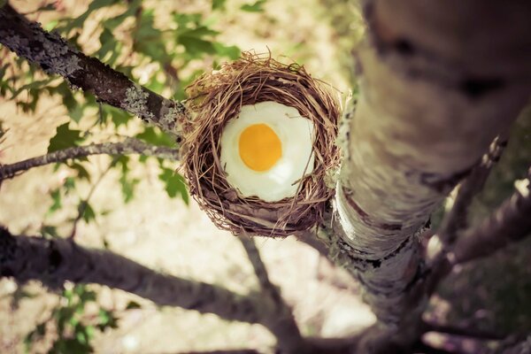 Nest with eggs on a tree