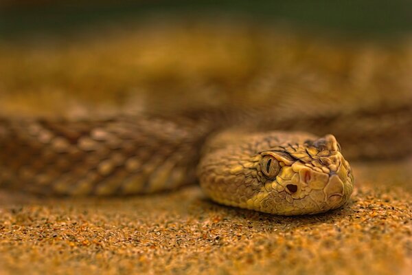 Procesamiento de serpiente de arena cualitativamente