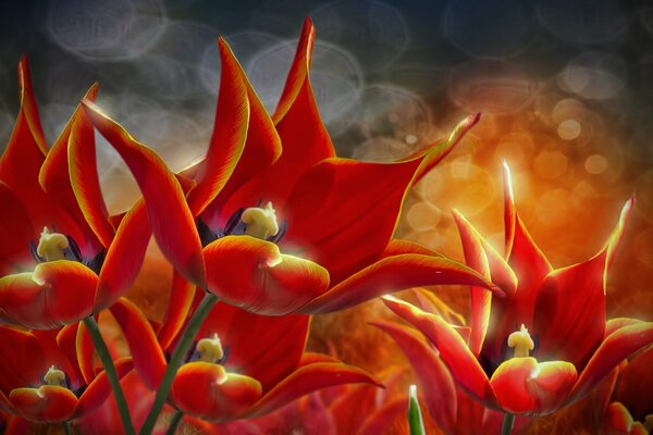 Piękne czerwone tulipany na polu
