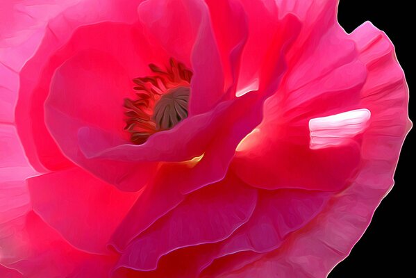 Fiore di papavero rosa in giardino