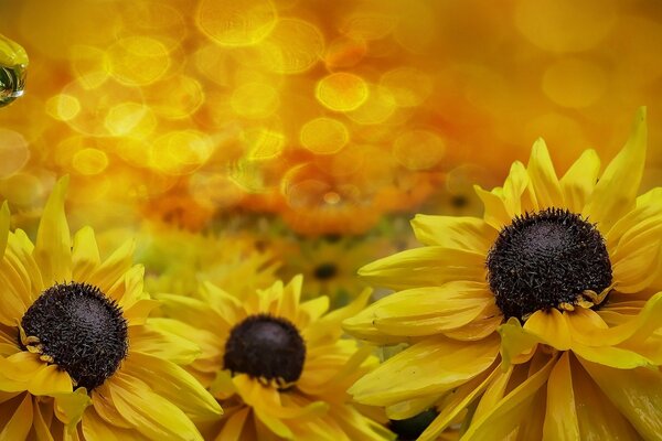 Sonnige gelbe Blüten mit Tautropfen