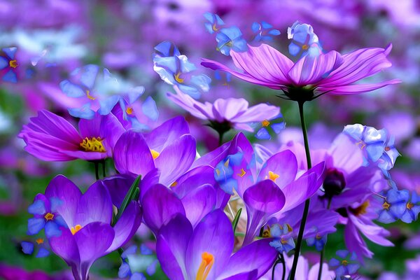 Macro shooting of crocus and cosmea petals